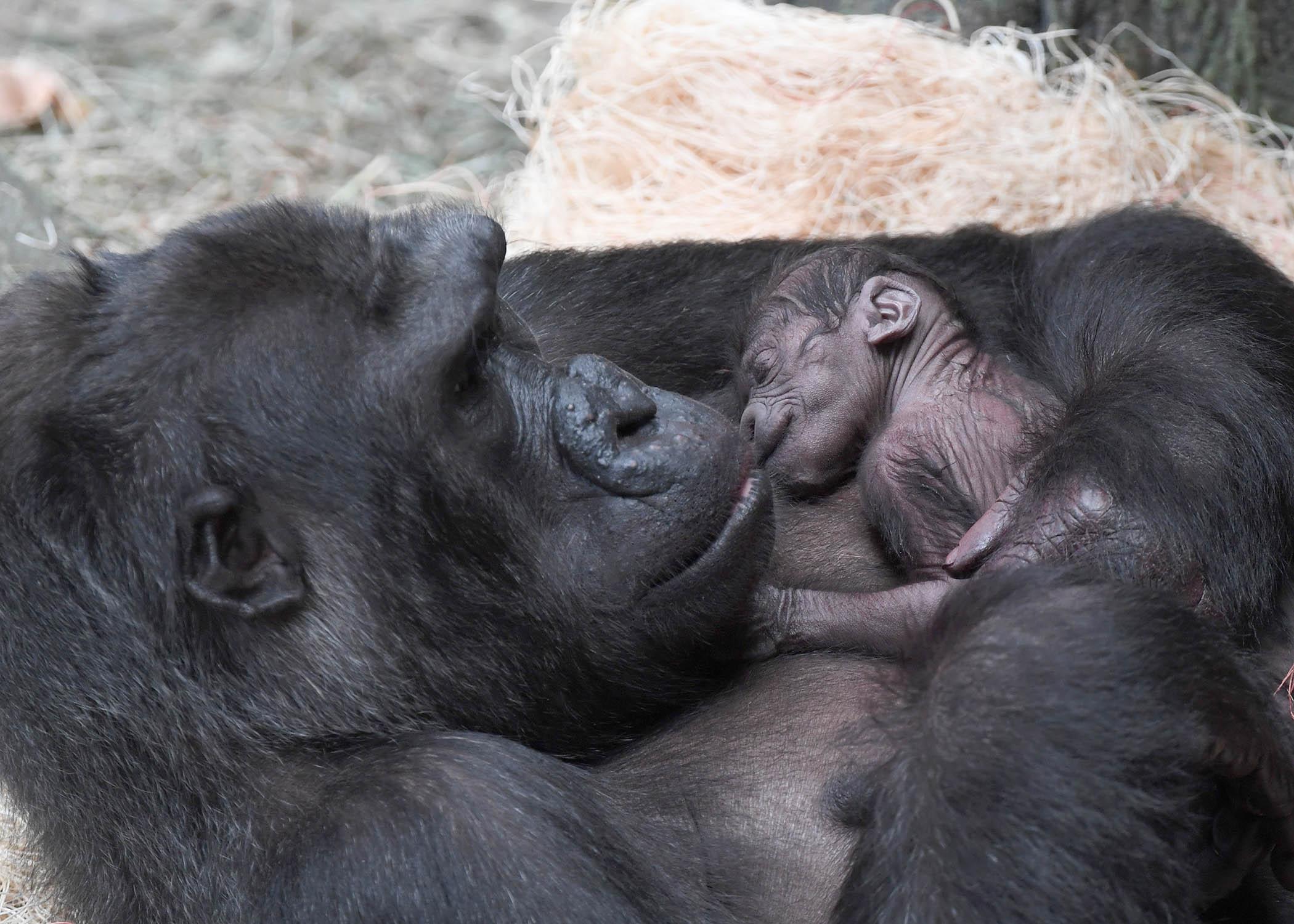 Grannies who love black cocks Are a lesbian or bisexual woman